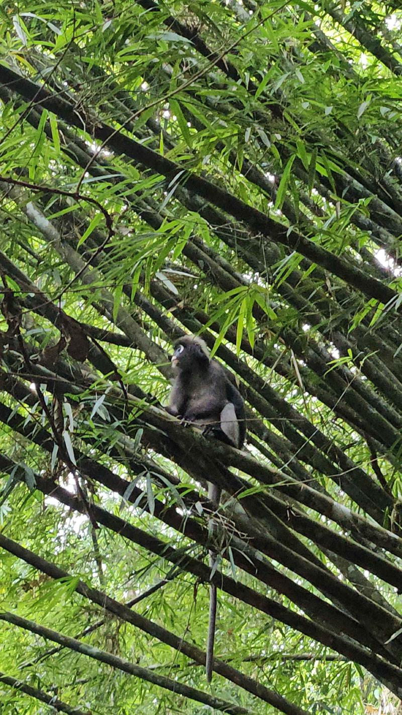 Those are the nice monkeys, they aren’t aggressive and are vegetarian.