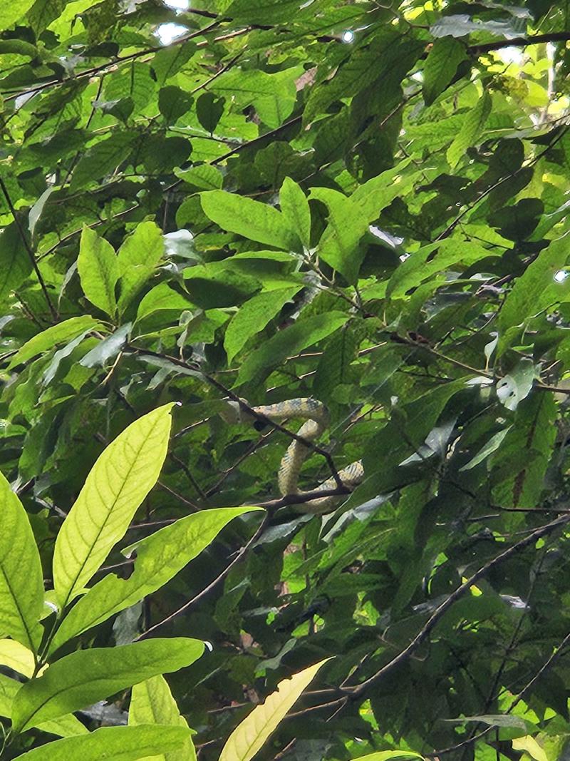A poisonous snake resting on the branch for the 7th day after a big meal.