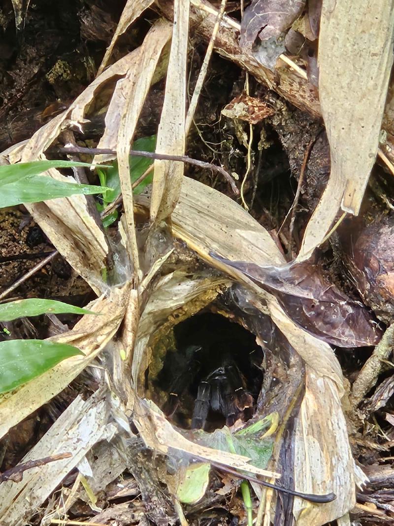 Tarantula hiding in it’s hole, waiting for the night to hunt