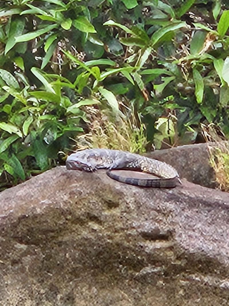 Water monitor sunbathing