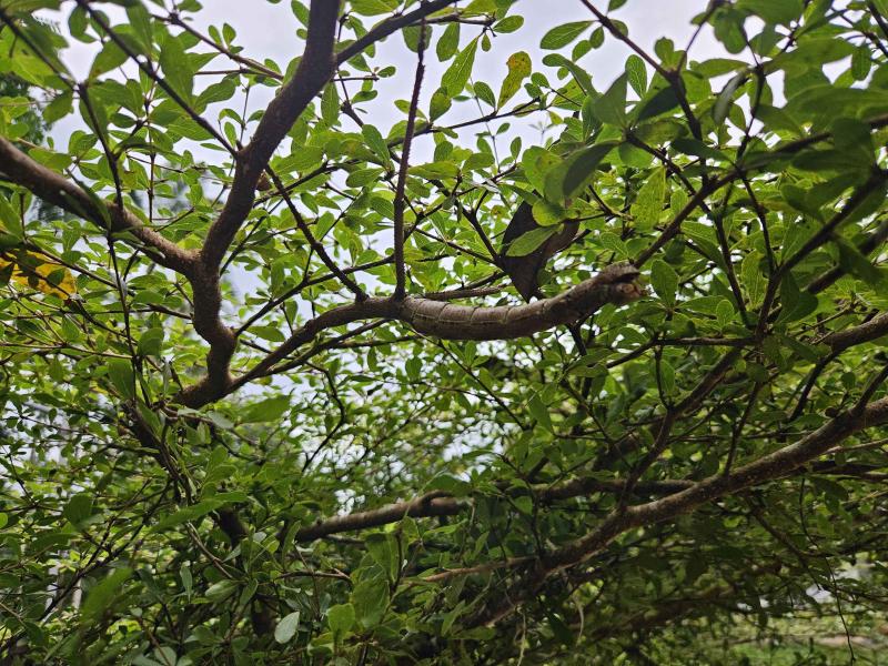 Walking stick insect, hiding in plain sight